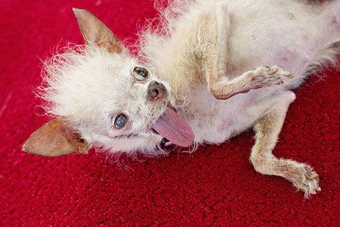 2011 winner: Yoda